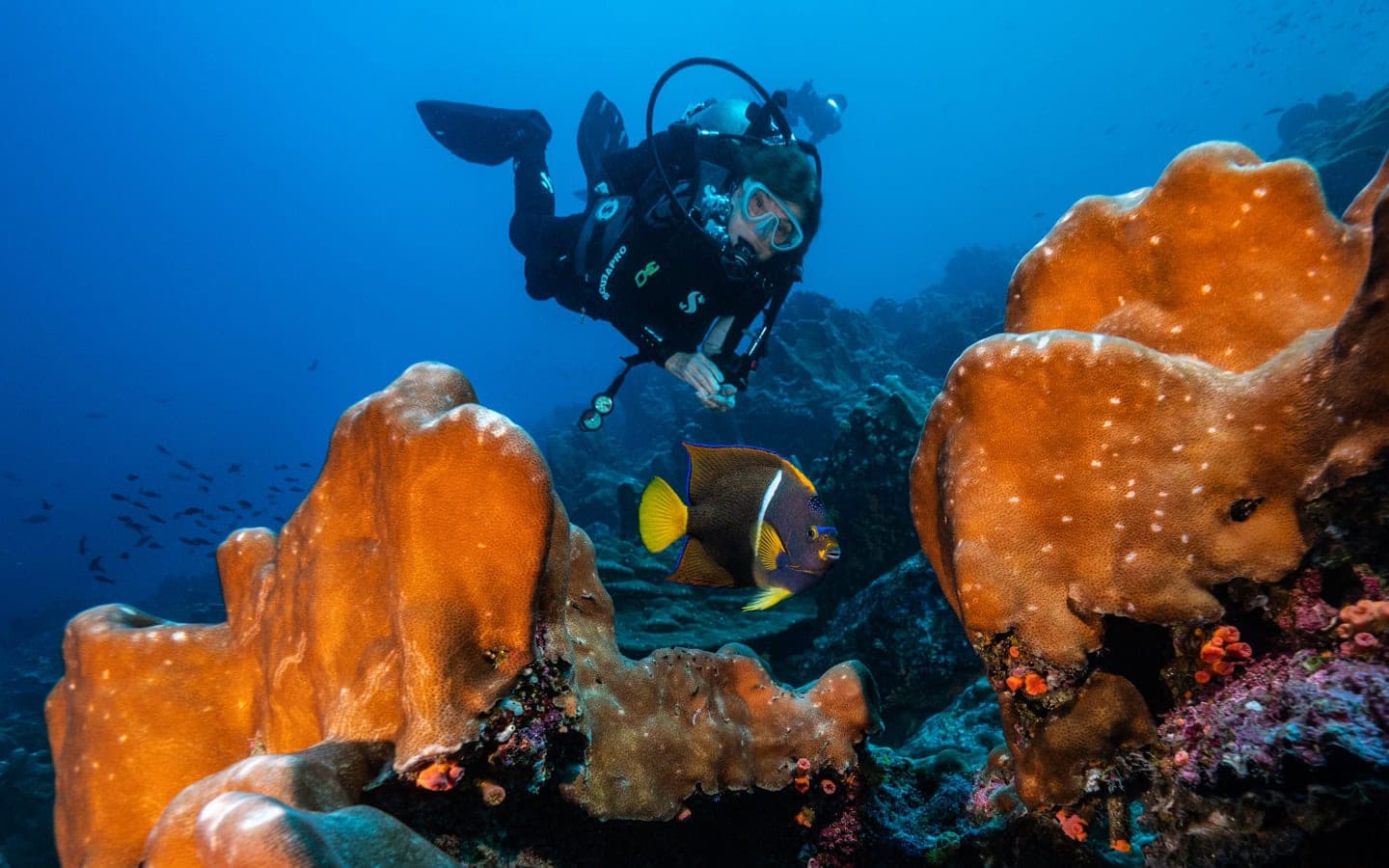 Diving with Rolex Sea-Dweller - Washington Watches